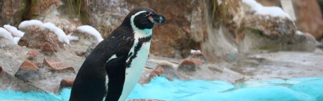 Beogradski zoološki vrt se sprema za dolazak 3 medvedice i slonice Maje! Lepe vesti stižu za fanove životinja