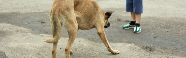 Pas NAPAO DETE u Novom Pazaru, građani u strahu: "Toliko ima lutalica, više nismo bezbedni ni ispred kuće"