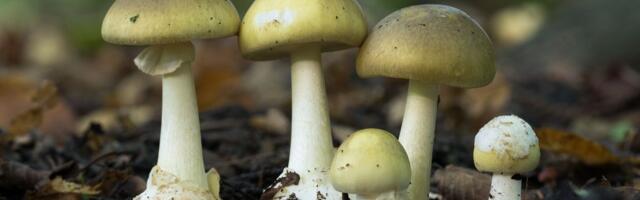 Muškarac preminuo nakon što je pojeo najotrovniju pečurku na svetu: Ova vrsta raste i u našim krajevima