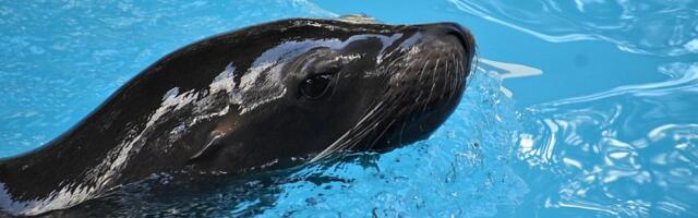 Uginula foka u zoo vrtu u Beogradu: Posetioci u bazen bacali predmete, zamalo se ugušila plišanom igračkom