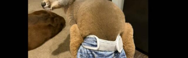 У току потрага за одбеглим кенгуром у тексас пелени