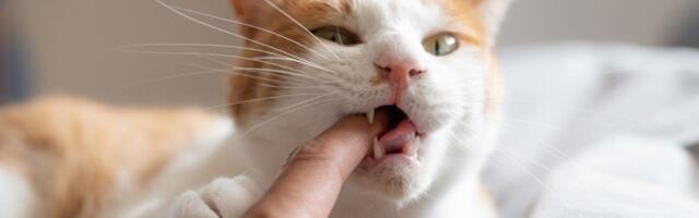 Mačka vas grize? Ovo je znak za uzbunu - ako je učestalo odmah se obratite veterinaru