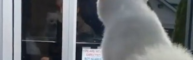 POŽURI, NE MOGU JA DA ČEKAM! Tako mali, a tako nestrpljiv u KUPOVINI