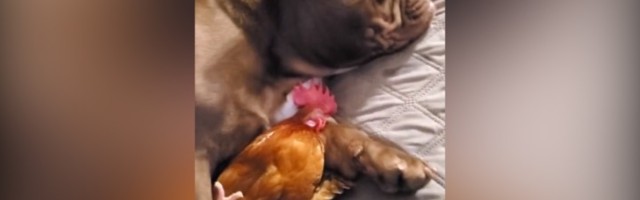 To je ljubav: Buldog "zagrlio" petla i uživancija (VIDEO)