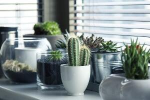 Да ли украсне биљке могу да пречисте ваздух у домовима и заштите од зрачења