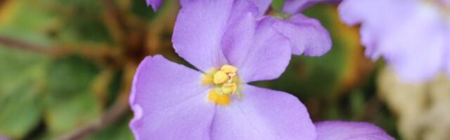 Ko je otkrio Natalijinu ramondu- simbol Dana primirja? Cvet feniks sa moćnom simbolikom