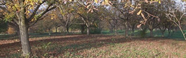 Ovo drvo nikada nemojte da sadite u dvorištu: Veruje se da tera sreću iz kuće i donosi maler, a još je i OTROVNO