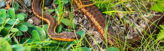 Zmije se ne pojavljuju slučajno - Ovih 8 stvari u dvorištu ih privlači više nego što mislite