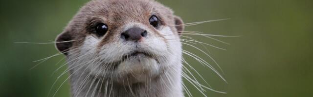 U Etiopiji su nekada živele vidre teške preko 200 kg i veće od lavova