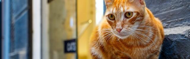 Ovi svetski gradovi imaju najviše uličnih mačaka – jedan je iz bivše Jugoslavije