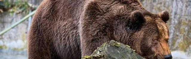 Ma kakva zima više: Medeni se već okupao u jezeru