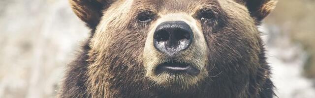 Medved napao vojnike tokom vojne vežbe na Aljasci