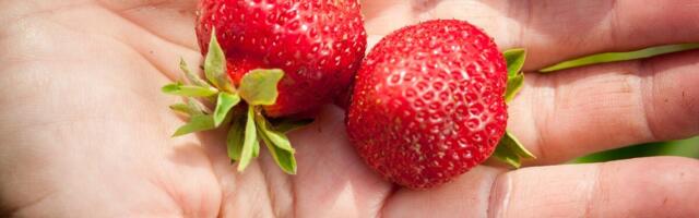 EVO KAKO ZAISTA TREBA DA OPERETE JAGODE DA BI BILE SIGURNE ZA JELO! Ovo vam niko neće reći, a nije za igranje