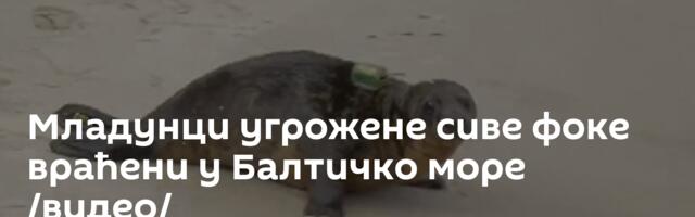 Младунци угрожене сиве фоке враћени у Балтичко море /видео/