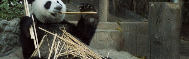 AKO OVAKO NASTAVI, EKSPLODIRAĆE! Evo kako izgleda 27. dan izolacije! (Video)