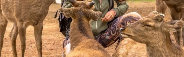 Grad u Japanu u kojem gospodare jeleni i srne, pitomi su i obožavaju ljude (GALERIJA)