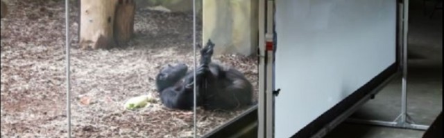 U češkom ZOO vrtu šimpanze se brinu jedni o drugima kroz video poziv