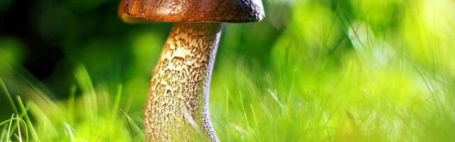 DA LI STE ZNALI ZAŠTO JE MUŠKI POLNI ORGAN U OBLIKU PEČURKE? Naučnici su sve rekli!