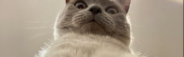 (FOTO) APSOLUTNI HIT: Kako izgleda kada mačka pravi selfije