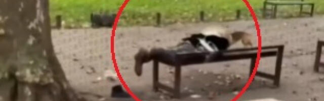 JEZIV SNIMAK U ODESI OBIŠAO PLANETU Ovo se sve češće dešava u Ukrajini, policija traži počinioca (VIDEO)