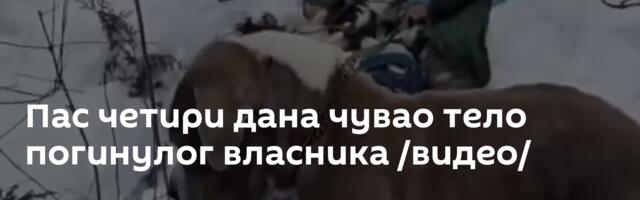 Пас четири дана чувао тело погинулог власника /видео/