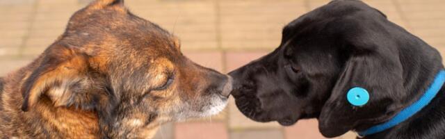 Pravni fakultet u Beogradu pokreće PRVU PRAVNU KLINIKU za zaštitu životinja: Konkurs otvoren do 22. februara
