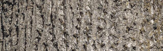 "Misteriozni" drvored u Pančevu: Slika izazvala polemiku, da li vi znate gde se nalazi?