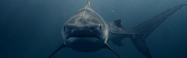 ​Ајкуле имају сложене друштвене везе и бирају партнере