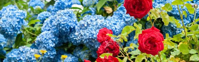 Ako želite da vam hortenzije budu plave treba vam samo jedan kuhinjski sastojak: Utiče i na boju i zdravlje biljke