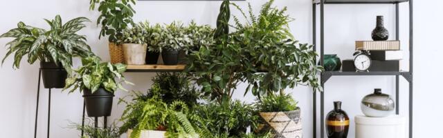 Biljke idealne za stan tokom grejne sezone