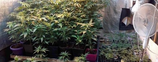 Policija u Zemunu otkrila laboratoriju za uzgoj marihuane i zaplenila oko osam kilograma droge