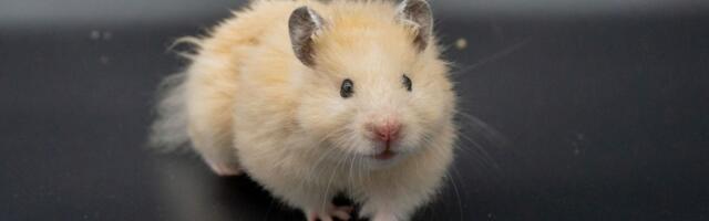 Vaš hrčak "kunja", ne jede, slabi i stalno mu je MOKAR REP: Ne čekajte, odmah ga odnesite veterinaru!