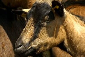 Изнајмите козу и будите пастир из удобности сопственог дома