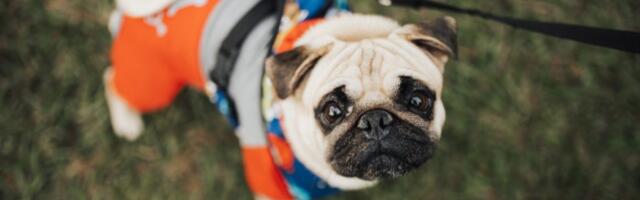 Pseći izmet postaje epidemiološka opasnost po ljude