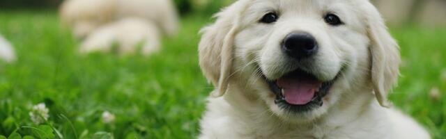 Da li su to psi ili medvedići?