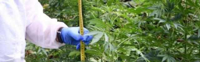 ODAO IH RAČUN ZA STRUJU  Srpski državljani uhapšeni, a policija je otkrila  plantažu