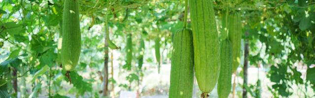 Ova puzavica će vam za 6 meseci potpuno transformisati dvorište: A daruje i prirodne sunđere