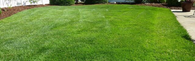 Jedan trik sa peskom menja travnjak iz korena: Mahovina i korov nestaju