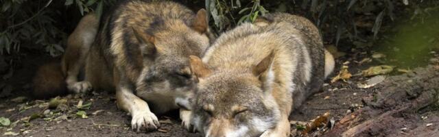 Najmanje 18 vukova uginulo u nacionalnom parku u Italiji, sumnja se da su otrovani