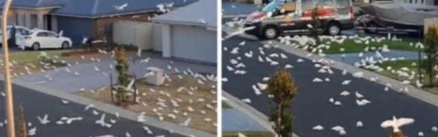 Stotine papagaja zauzele su ulicu, stručnjaci zabrinuti zbog ove pojave! (VIDEO)