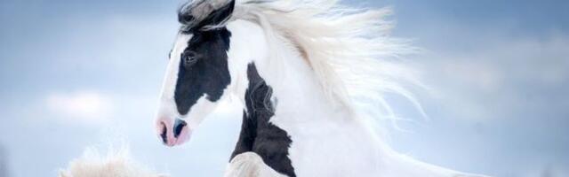 Džipsi vaner: Omiljeni “ciganski” konj