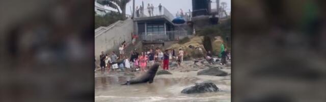 Bežanija iz vode: Morski lavovi oterali turiste (VIDEO)