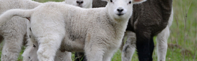 Najskuplja ovca na svetu prodata za 48 miliona dinara