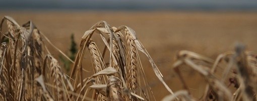 Saković: Zbog kiše u Srbiji posejano tek oko deset odsto pšenice