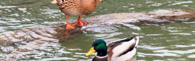 Друштво за заштиту птица Србије: прикључите се попису птица водених станишта