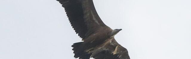 Nestvarna scena iz Pribojske banje! Kraljevi neba sleteli na sneg: Ovako nešto se retko viđa