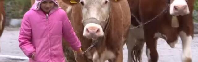 Mala pastirica sa velikim srcem! Tijana dirnula Srbiju svojom požrtvovanošću i neumornim radom: Sa ponosom čuva krave i pešači 8 km do škole