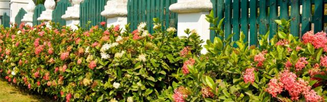 5 ukrasnih grmova dvorište podižu na viši nivo - cvetaju bogato i kriju od radoznalih pogleda