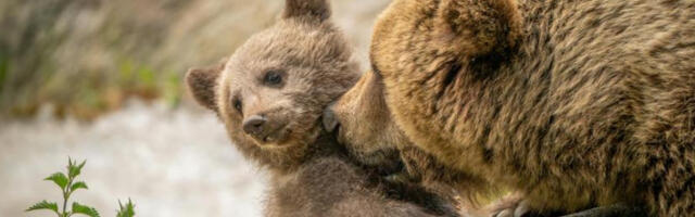 ​Како спречити изненадну посету медведа