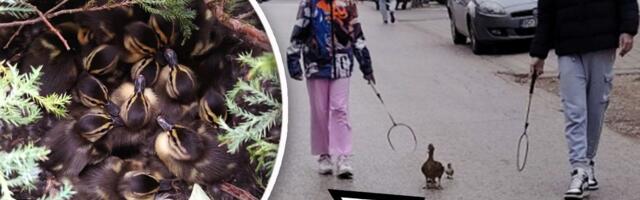 Predivna priča iz Novog Sada, udruženi priroda i ljudskost: Patka snela 14 jaja u žardinjeri na drugom spratu